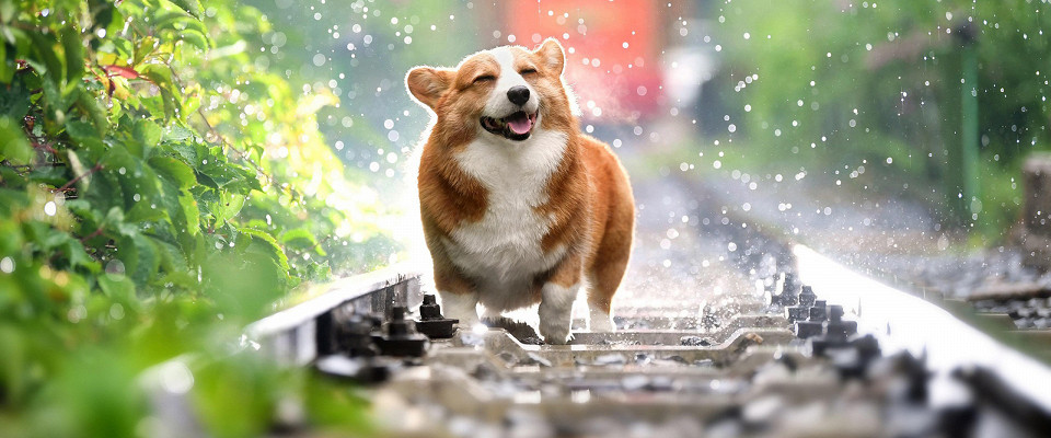 Журнал/Японцы и собаки: не просто убрать за питомцем на улице, но и помыть асфальт