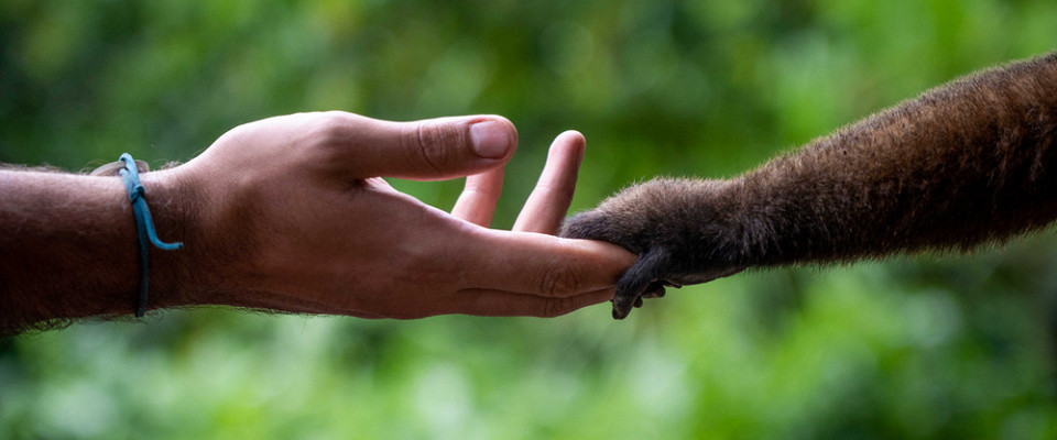 Журнал/Самые умные животные в мире: вы удивитесь, кто на первом месте