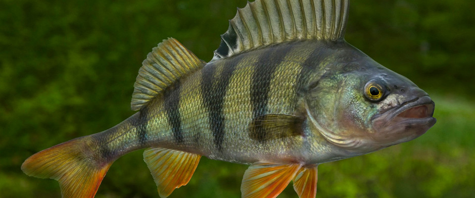 Журнал/Где ловить окуня: лучшие места, приманки и советы для рыбалки