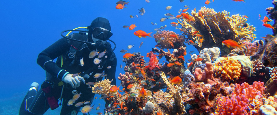 Журнал/Шесть ядовитых морских рыб Египта: как выглядят и как вести себя при встрече