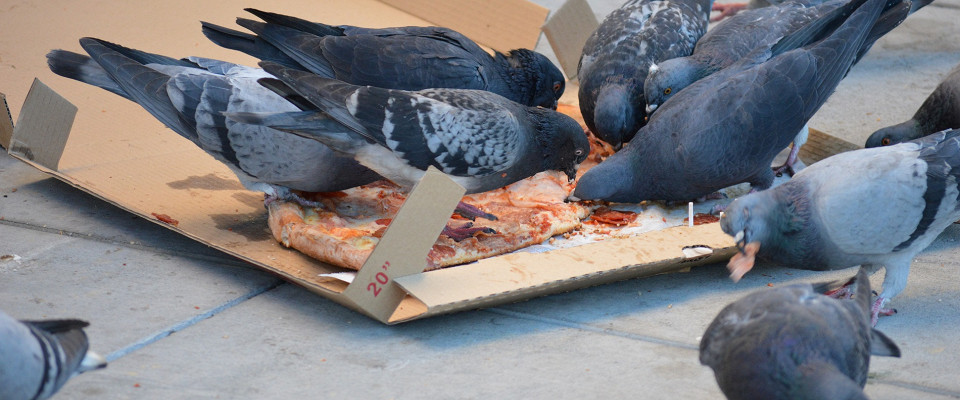 Журнал/Необычные региональные законы в России