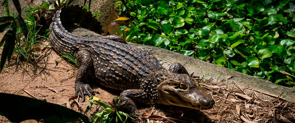 Журнал/Почему египтяне мазались крокодильим навозом — древние секреты красоты, гигиены и омоложения