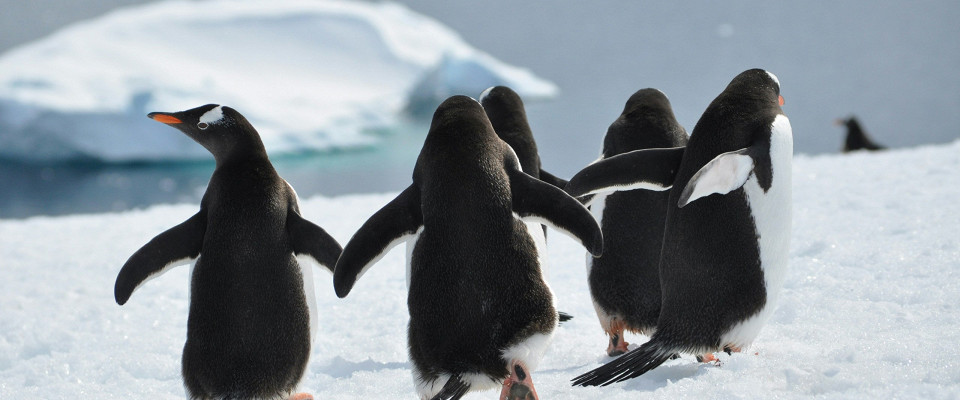 Журнал/Пингвин-нигилист: почему пингвин, который ушел от стаи, стал мемом и символом выгорания