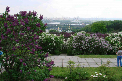 сирень