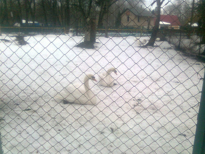 лебеди с минизоопарка