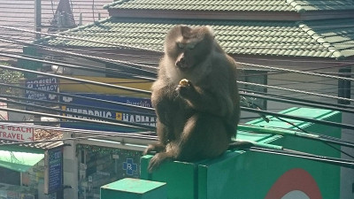 На Ко Чанге к нам с утра приходили в отель стайка обезьянок