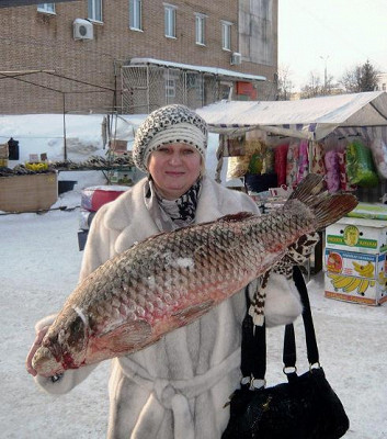 Улов в Плесе
