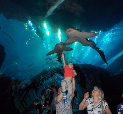 Dubai Aquarium в Дубай Молле