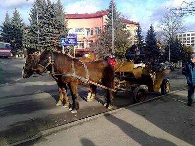 Лошадки