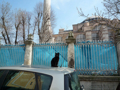 Коты Стамбула