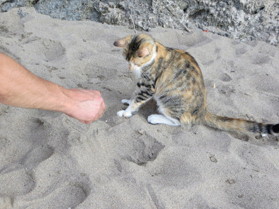Кошка на пляже