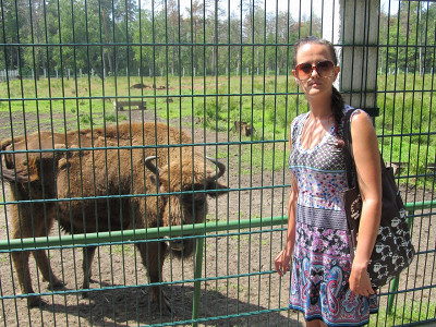 Зубры в Белавежской пуще