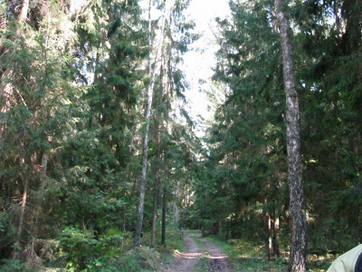 великолепный лес
