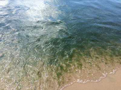 Море цветёт 