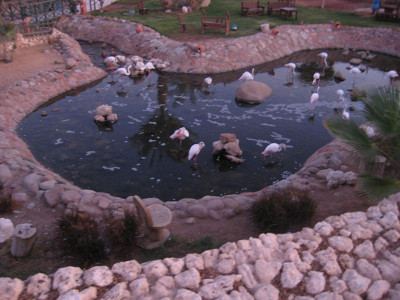 Фламинго
