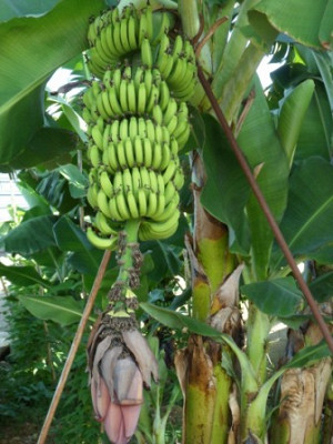 banan