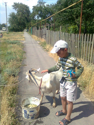 Местные козы.