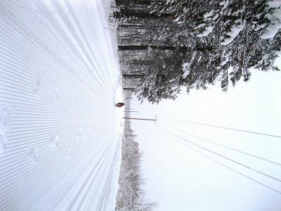 Беговая лыжня
