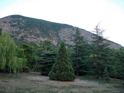 парк Артека, маленькая секвойя