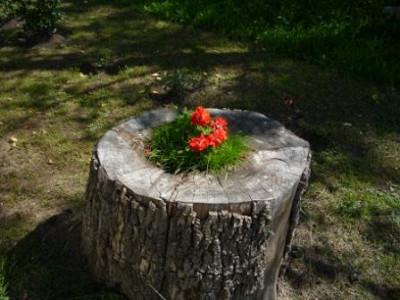 Клумба