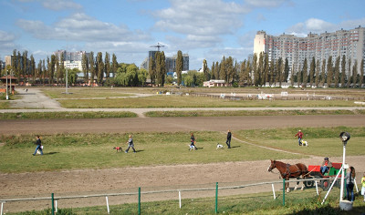 Бега гончих собак между заездами
