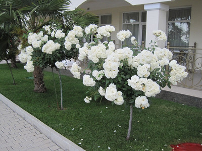 Розы