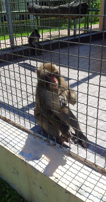 zoo