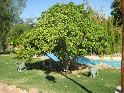 Laguna Vista