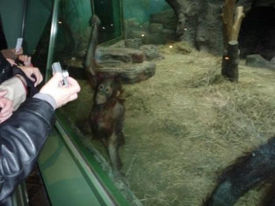 Фотосессия орангутангов.