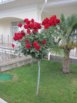 Розы