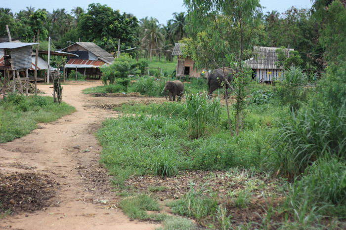 Деревня слонов в Паттайе, Таиланд