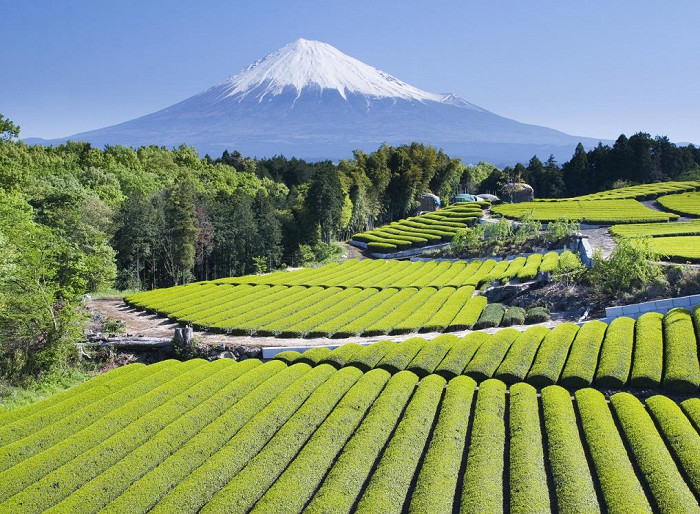 Плантации зеленого чая на фоне Фудзи