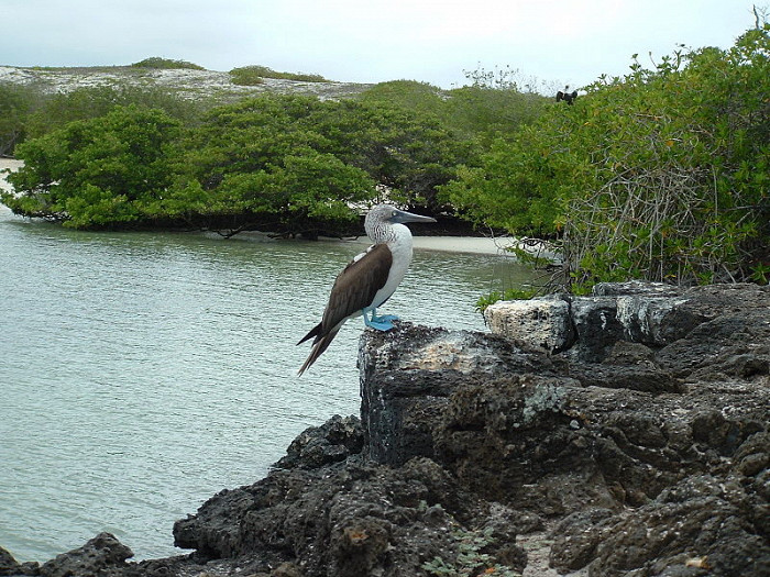 Голубоногая олуша, Галапагосские острова