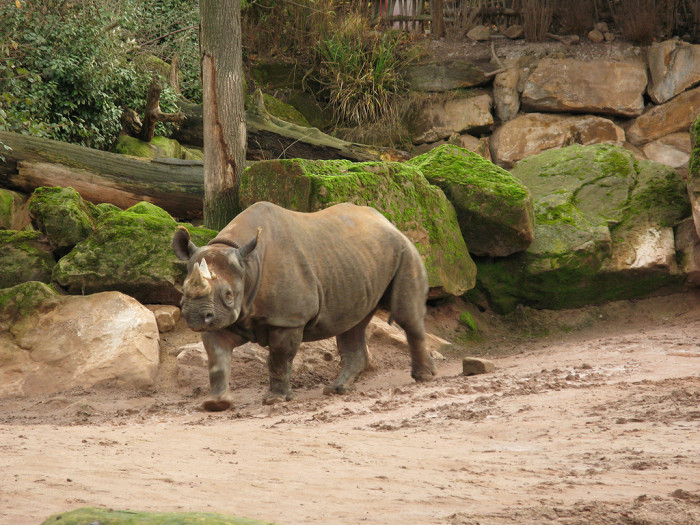 Зоопарк в Ганновере, носорог
