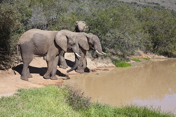 Водопой слонов в Эддо