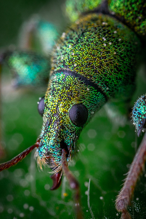 20 самых удивительных насекомых, портрет долгоносика