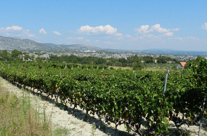 Виноградники, Хорватия