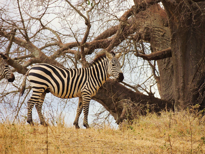 Национальный парк Тарангире, зебра