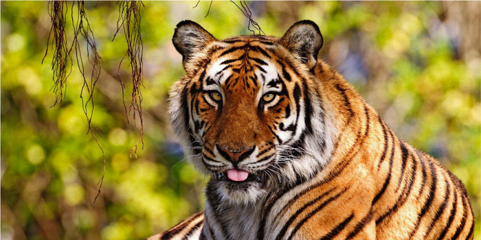 Уссурийский тигр в парке Тайган, Крым