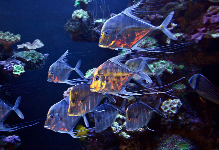 Обитатели аквариума Пальма-де-Майорки