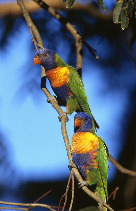 Австралийские попугайчики