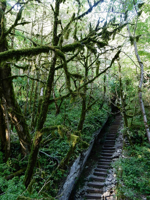 Сказочная лестница в Тисо-самшитовой роще