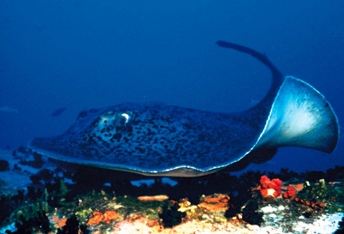 Подводный мир Сейшел