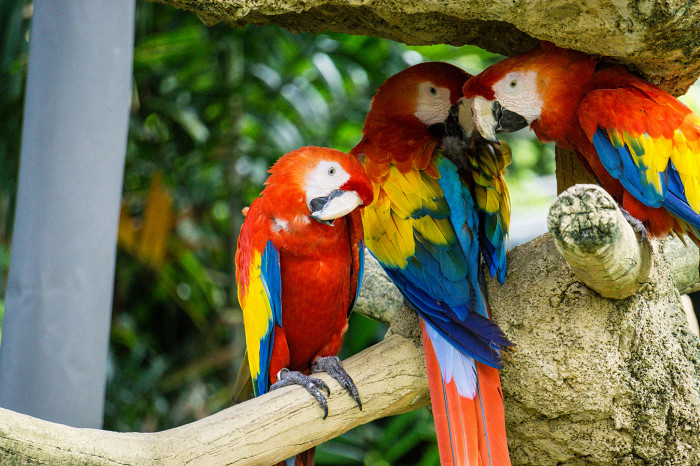 Попугаи Макао, Парк птиц Джуронг, Сингапур
