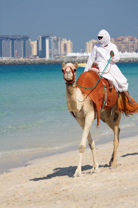 Верблюд на пляже Джумейра в Дубае