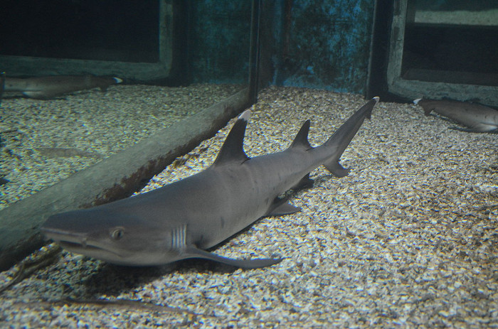 Red Sea Aquarium в Хургаде, рифовая акула