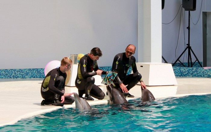 Дельфины, Дельфинарий в Евпатории