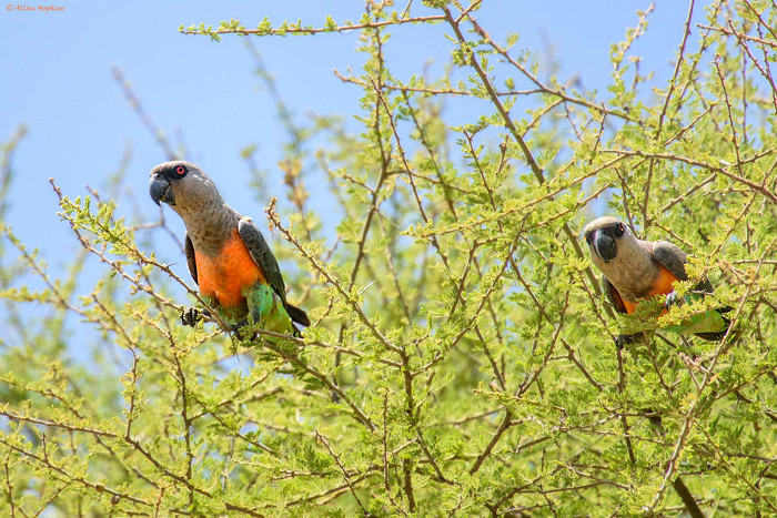 Национальный парк Тарангире, попугаи