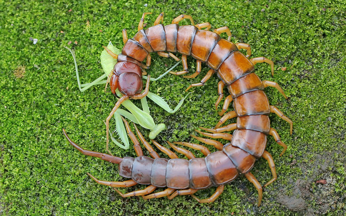Сколопендра, Шри-Ланка
