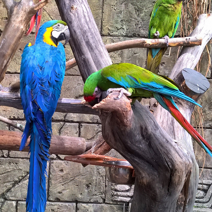 Зоопарк в Минске, попугаи